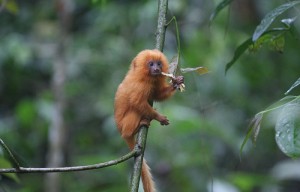 Years ago, scientists found golden lion tamarins, once thought to be extinct, and bred them in captivity. Tamarins are still endangered in the wild because of threats to their habitats, according to the International Union for Conservation of Nature Red List of Threatened Species.  (Stuart Pimm, Duke University/Associated Press)