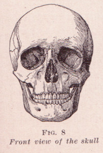 A diagram of a human skull