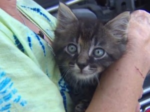 This very small kitten survived flooding by hiding under the hood of a woman's car. (KHOU 11 News)