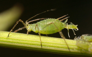 Aphid (Provided Photo)