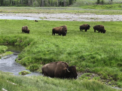 FILE - In this June 19, 2014, file photo, bison graze near a stream in Yellowstone National Park in Wyoming. For the second time in three weeks, a bison has seriously injured a tourist in Yellowstone National Park. Park officials say injuries to the 62-year-old Australian aren't life-threatening though the bison tossed him several times into the air Tuesday morning, June 2, 2015. (AP Photo/Robert Graves, File)