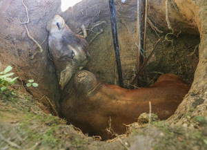 The 1,500 pound bull named Boy fell through rotten wood that was covering the well on his property south of Atlanta.   (John Spink/Atlanta Journal-Constitution via AP)